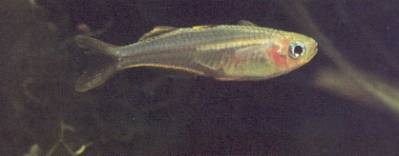 Pesce dolce Popondichthys conniaeae