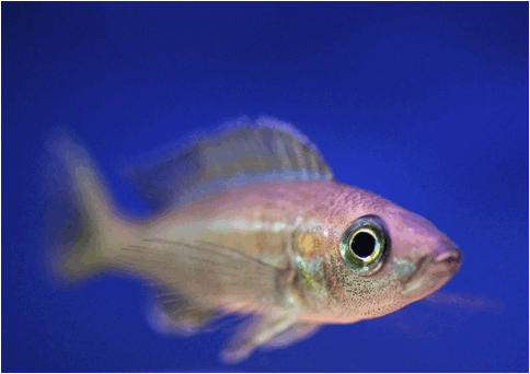 Paracyprichromis nigripinnis