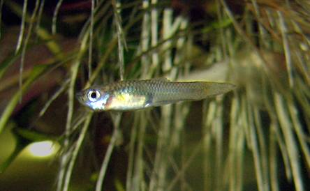 Gyrodactylus su guppy