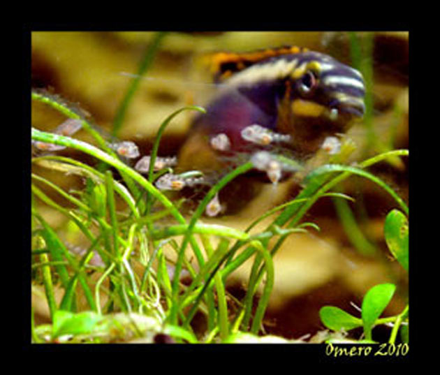 Pesce dolce Pevicachromis pulcher femmina con avannotti