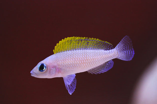 Pesce dolce Neolamprologus caudopunctatus femmina alfa