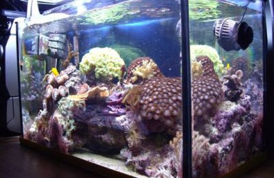 L'acquario di Riccardo Sciamone