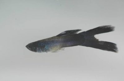 Gyrodactylus spp. pesce colpito da