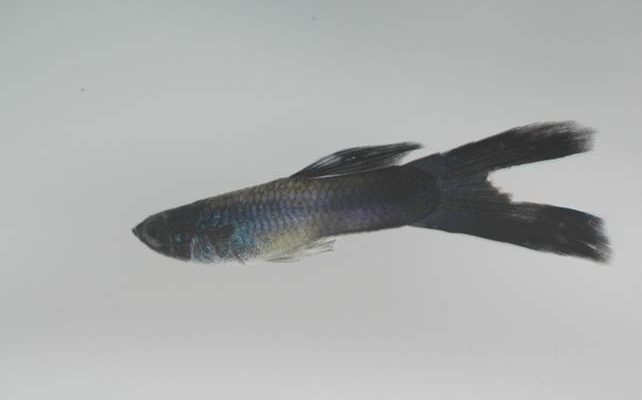 Gyrodactylus spp. pesce colpito da