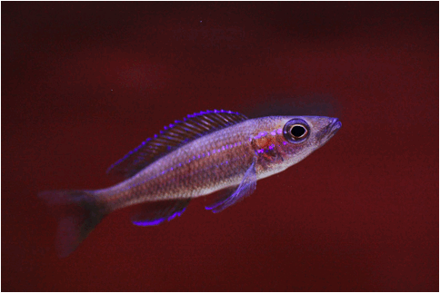 Paracyprichromis nigripinnis