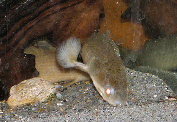 Pesce dolce Polypterus senegalus