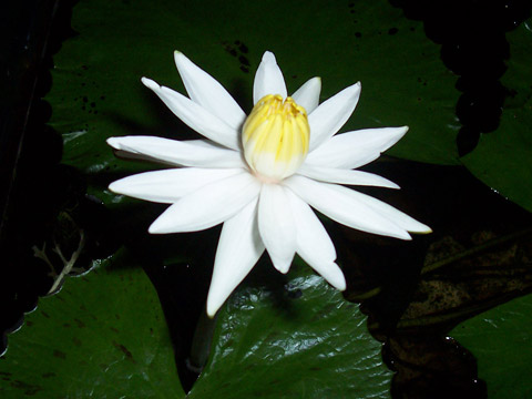 fiore di ninfea bianco 