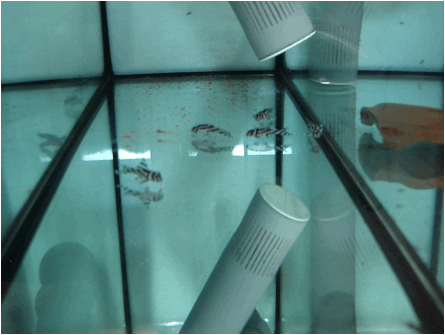 Hypancistrus zebra avannotti pesce dolce hypancistrus zebra avannotti