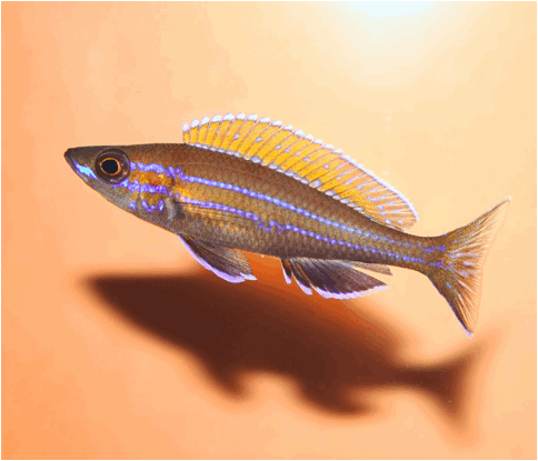 Paracyprichromis nigripinnis