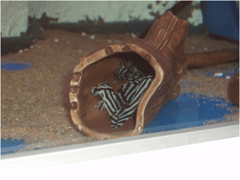 Hypancistrus zebra esemplari giovanili pesce dolce hypancistrus zebra esemplari giovanili