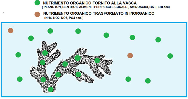 nutrimento organico acquario marino