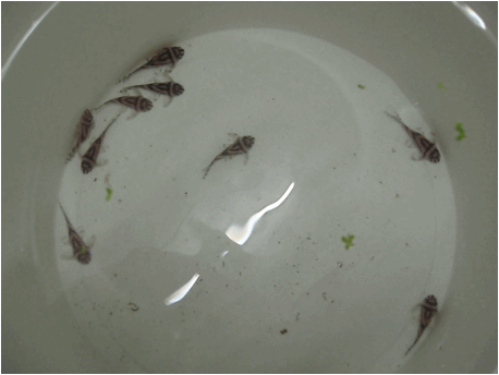 Hypancistrus zebra giovanili pesce dolce hypancistrus zebra avannotti