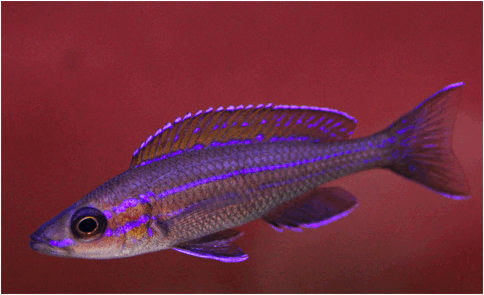 Paracyprichromis nigripinnis