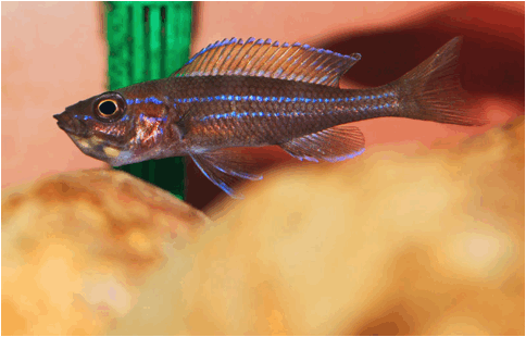 Paracyprichromis nigripinnis