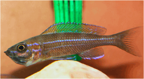 Paracyprichromis nigripinnis