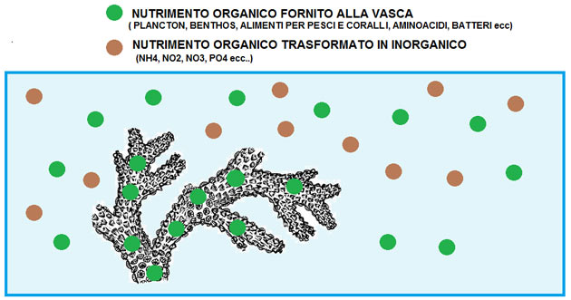 nutrimento organico acquario marino