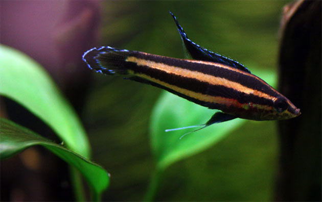 Pesce dolce Parosphromenus cf. bintan 