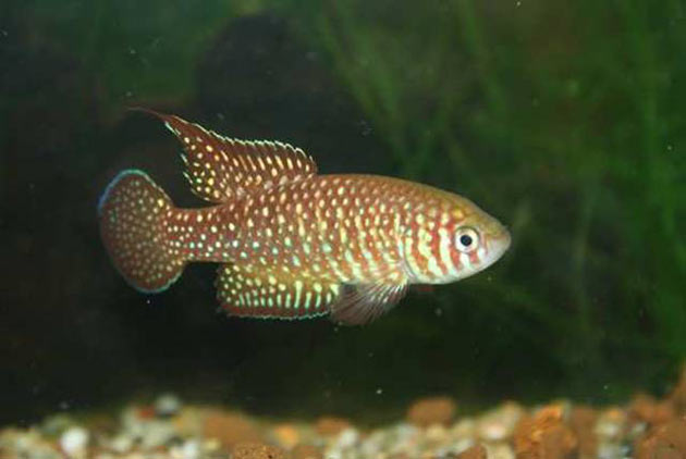 Pesce dolce Killi Killfish
