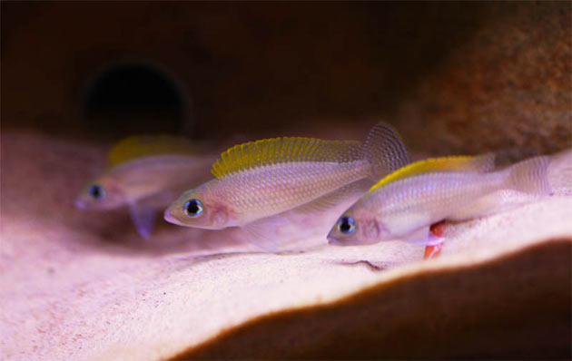 Neolamprologus caudopunctatus trio Pesce dolce Neolamprologus caudopunctatus trio