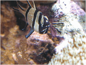 Riproduzione Pterapogon kauderni maschio in cova