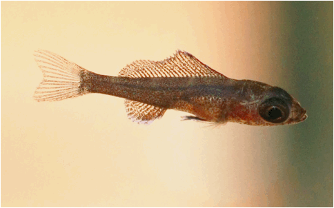 Paracyprichromis nigripinnis
