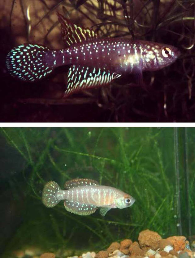 Pesce dolce Killi Killfish