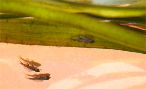 Paracyprichromis nigripinnis