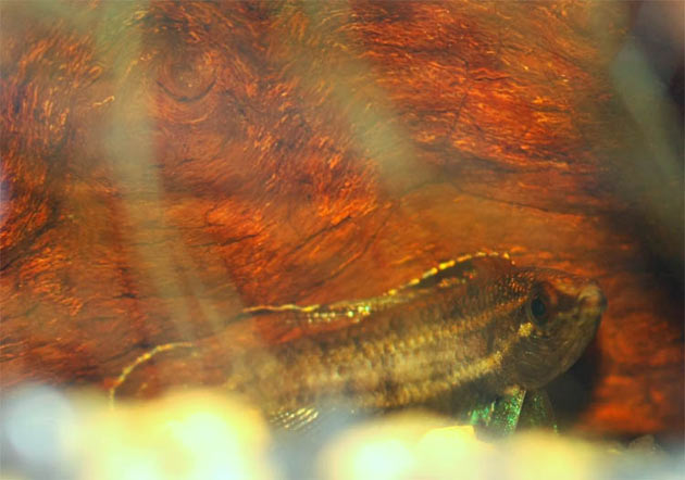 Pesce dolce Parosphromenus cf. bintan (maschio)