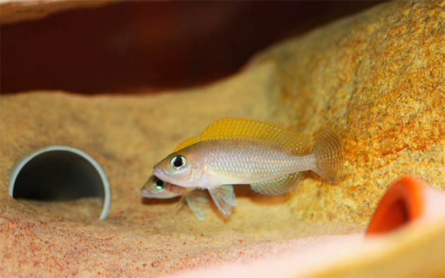Neolamprologus caudopunctatus coppia Pesce dolce Neolamprologus caudopunctatus coppia
