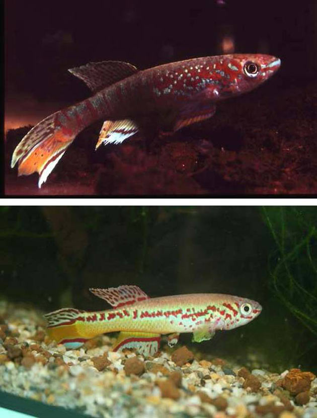 Pesce dolce Killi Killfish