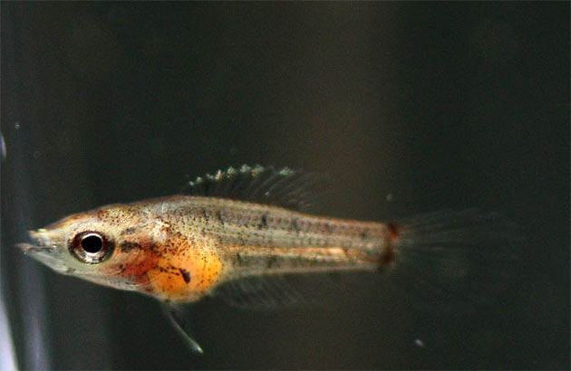 Pesce dolce Parosphromenus cf. bintan avannotto