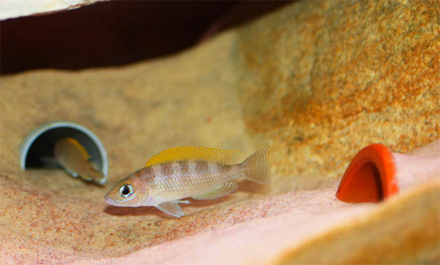 Neolamprologus caudopunctatus maschio alfa Pesce dolce Neolamprologus caudopunctatus maschio alfa