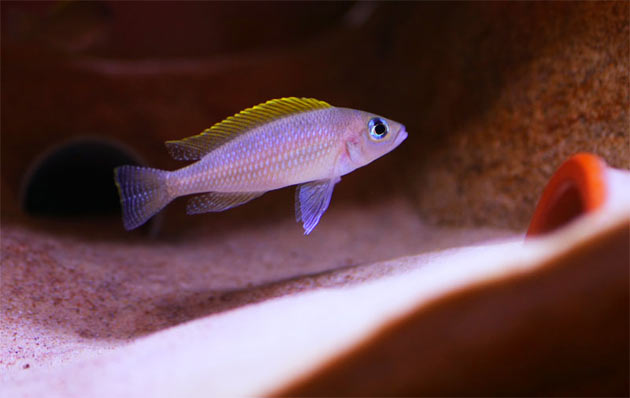 Pesce dolce Neolamprologus caudopunctatus maschio alfa