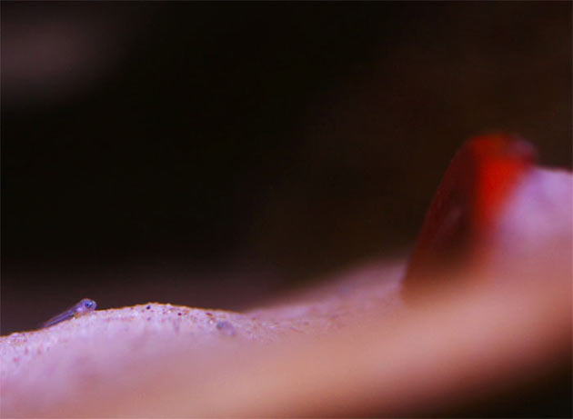 Neolamprologus caudopunctatus avannotto Pesce dolce Neolamprologus caudopunctatus avannotto