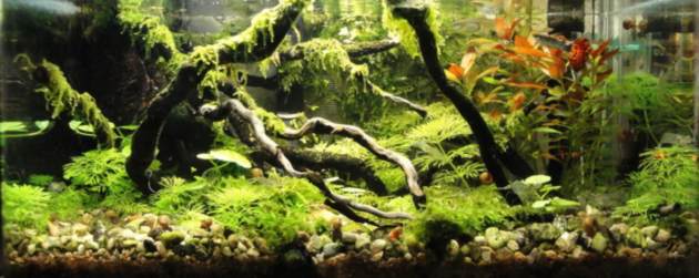 L'acquario di Giuseppe Giunta