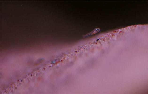 Neolamprologus caudopunctatus avannotto Pesce dolce Neolamprologus caudopunctatus avannotto