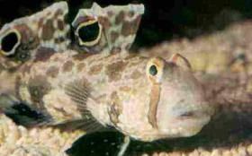 Signigobius biocellatus