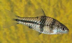 Puntius lateristriga