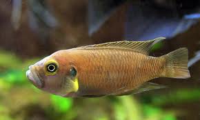 Neolamprologus brevis