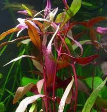 Alternathera sessilis