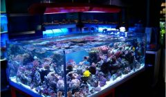 L'importanza della luce in acquario