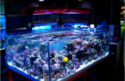 L'importanza della luce in acquario