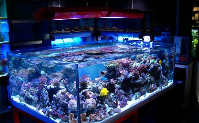 L'importanza della luce in acquario