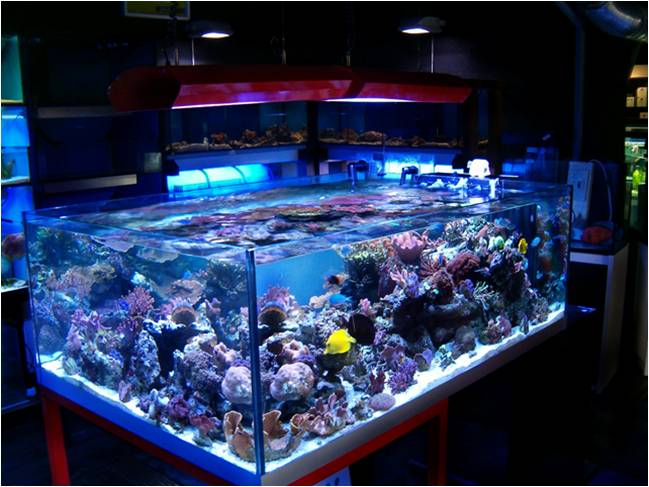 L'importanza della luce in acquario - acquaportal