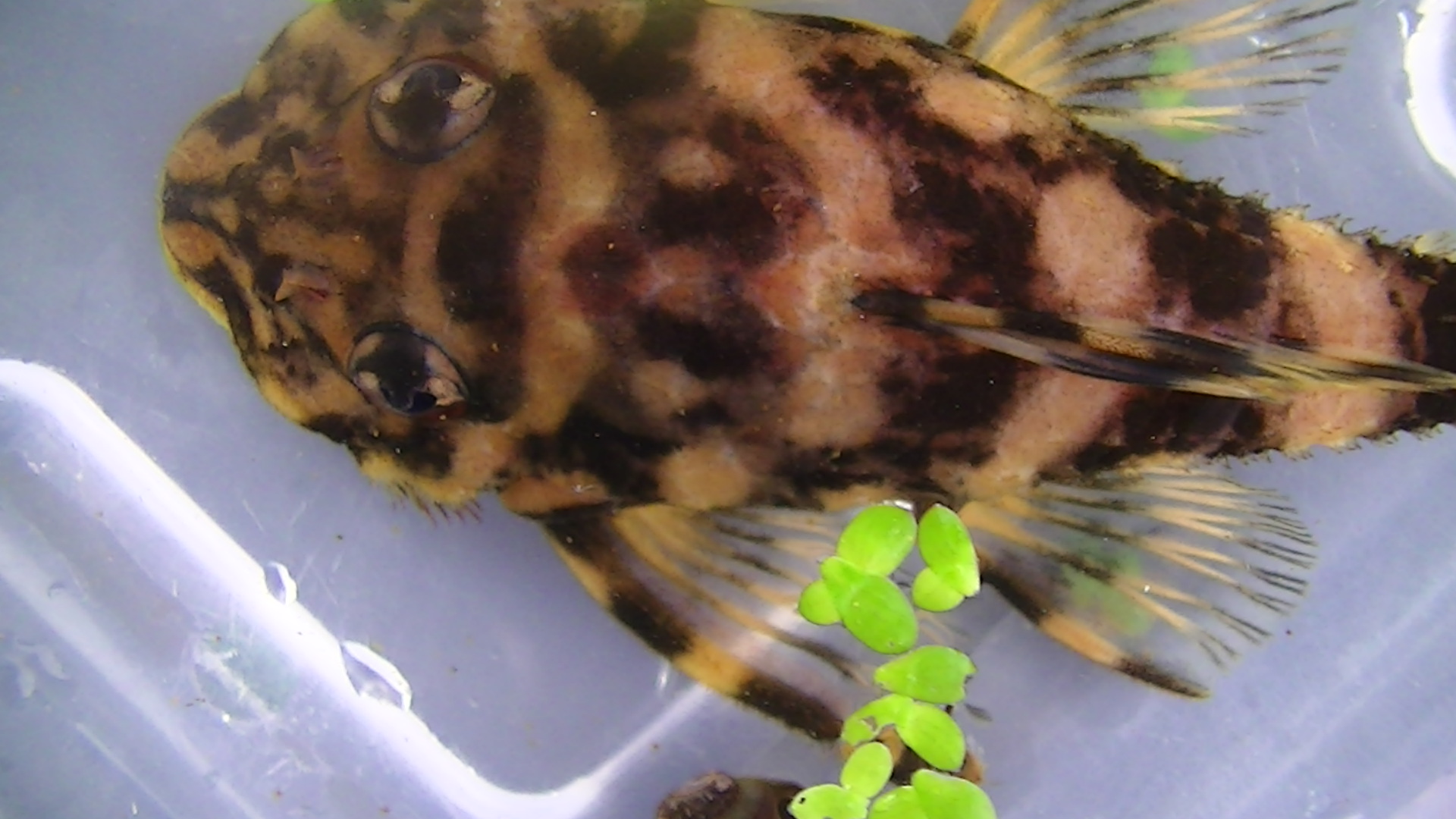 Dekeyseria sp. (L052)