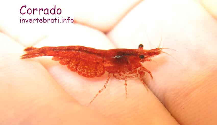 Neocaridina heteropoda var. "Red Cherry"