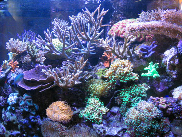 L'acquario di Vito Nicoli