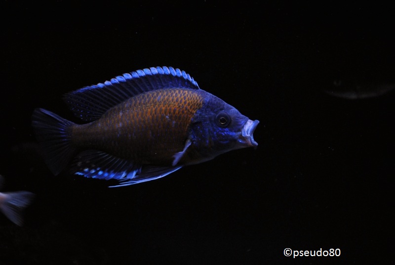 Copadichromis borleyi Kadango