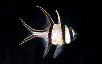 Pesce marino Pterapogon kauderni