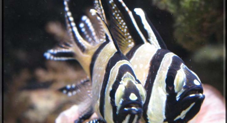 riproduzione Pterapogon kauderni